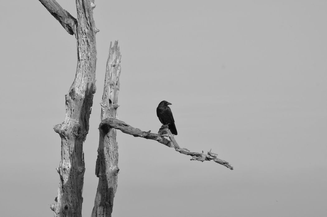 Pengakuan Penghuni Neraka Saqar